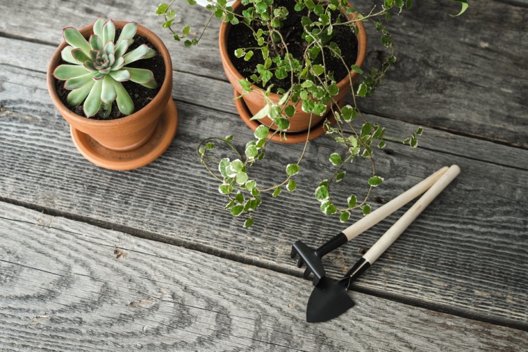 15 Indoor gardening tips for beginners