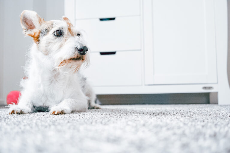 How to remove pet urine and unpleasant smells from the carpet?