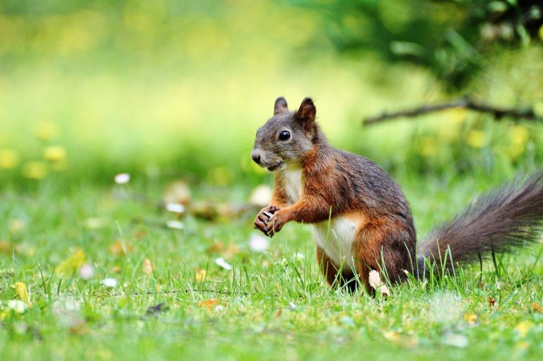 5 Tips to ward off squirrels from your garden