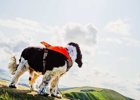 Tips on how to spot dog diabetes